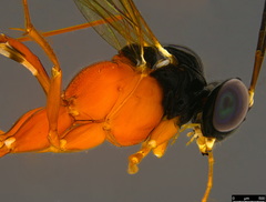 Leptobatopsis mesominiata