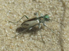Cicindela limbata