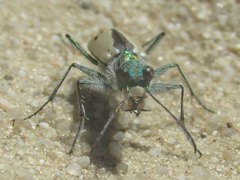 Cicindela limbata