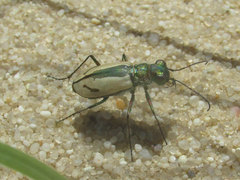 Cicindela limbata