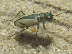 Cicindela limbata