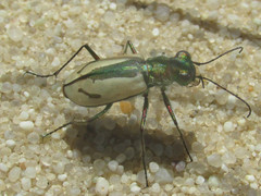 Cicindela limbata