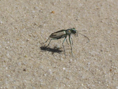 Cicindela limbata