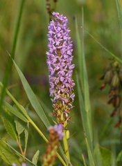 Gymnadenia densiflora
