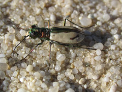 Cicindela limbata