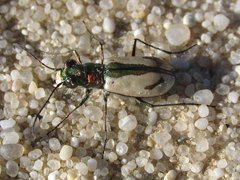 Cicindela limbata