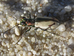 Cicindela limbata