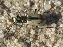 Cicindela limbata
