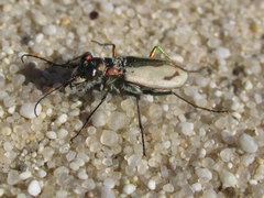 Cicindela limbata
