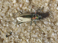 Cicindela limbata