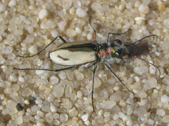 Cicindela limbata