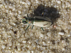 Cicindela limbata