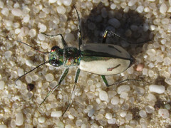 Cicindela limbata