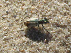 Cicindela limbata