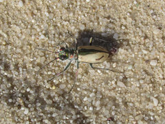 Cicindela limbata