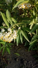 Solanum argentinum