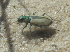 Cicindela limbata