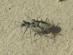 Cicindela limbata