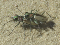 Cicindela limbata