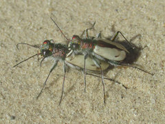 Cicindela limbata