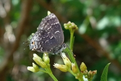 Ocaria ocrisia