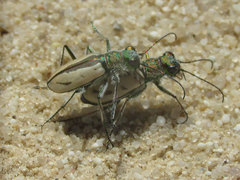 Cicindela limbata
