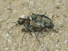 Cicindela limbata
