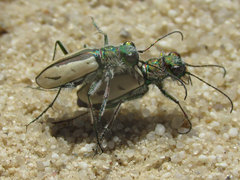 Cicindela limbata