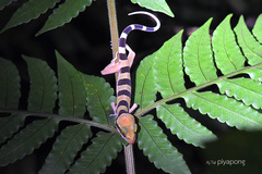 Cyrtodactylus lekaguli