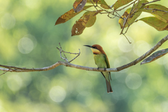 Merops leschenaulti leschenaulti