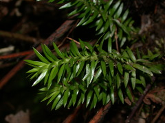 Phlegmariurus cunninghamioides