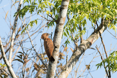 Micropternus brachyurus phaioceps