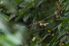 Terpsiphone affinis indochinensis