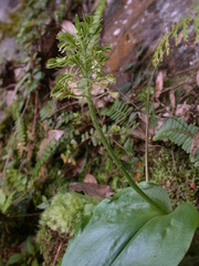 Liparis cordifolia