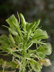 Liparis cordifolia