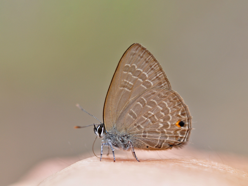 Ciliate blue