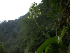 Liparis cordifolia