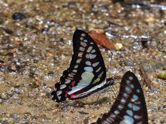 Graphium evemon