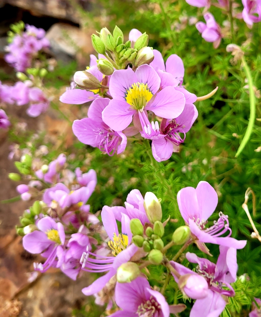 Cleome oxyphylla