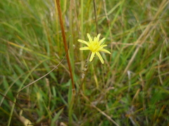 Scorzonera parviflora