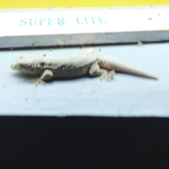 Hemidactylus flaviviridis