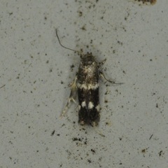 Elachista illectella