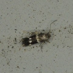 Elachista illectella