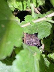 Kurixalus idiootocus