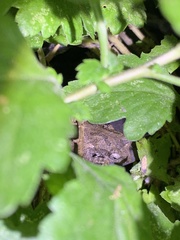 Kurixalus idiootocus