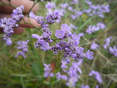 Limonium hypanicum