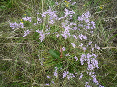 Limonium hypanicum