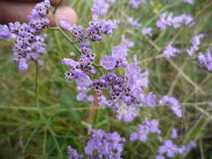 Limonium hypanicum