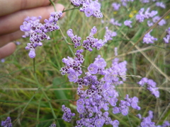 Limonium hypanicum