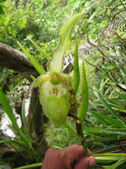 Phragmipedium